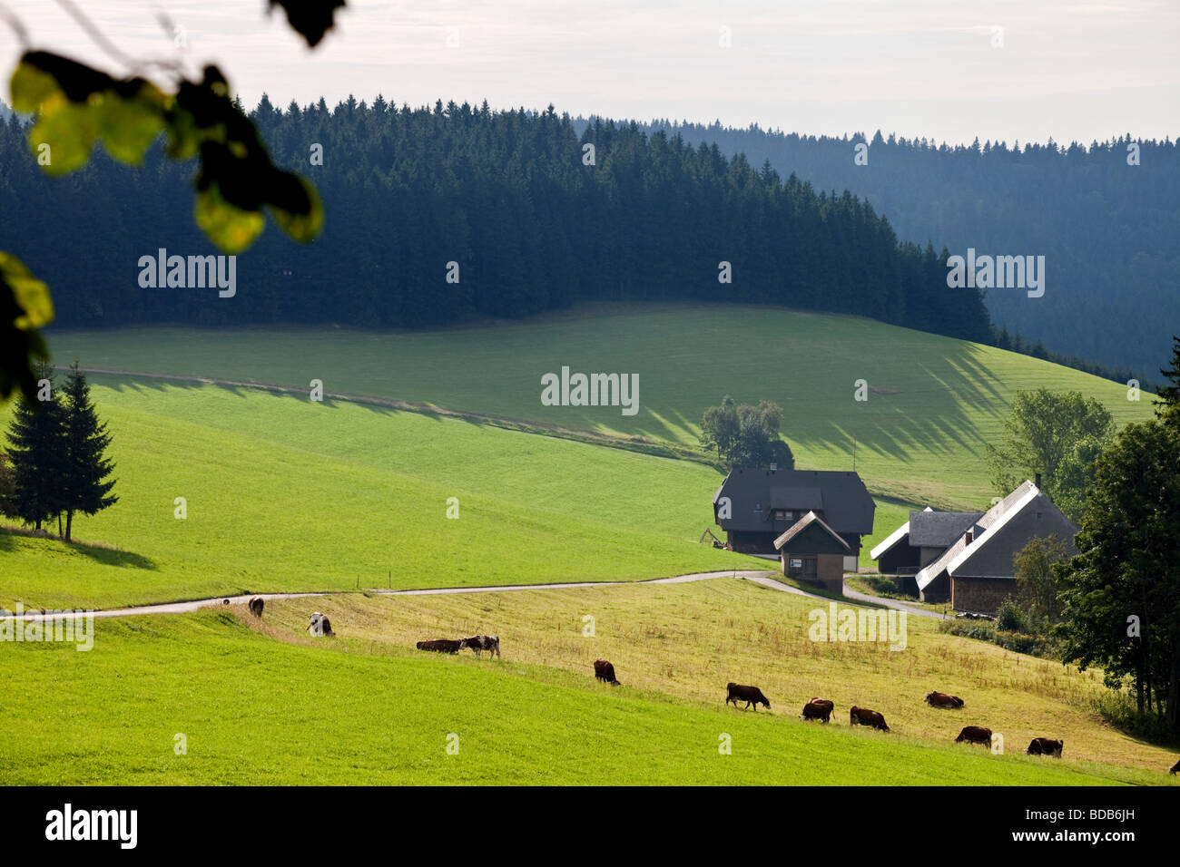 Landschaft der Breg Fluss Tal-Quelle der Donau-Delta, Furtwangen, Schwarzwald, Deutschland. Stockfoto