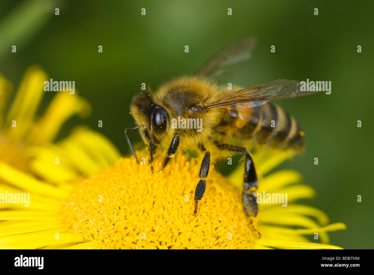 Honigbiene (Apis Mellifera) sammeln Nektar aus einer Blume Kreuzkraut Stockfoto