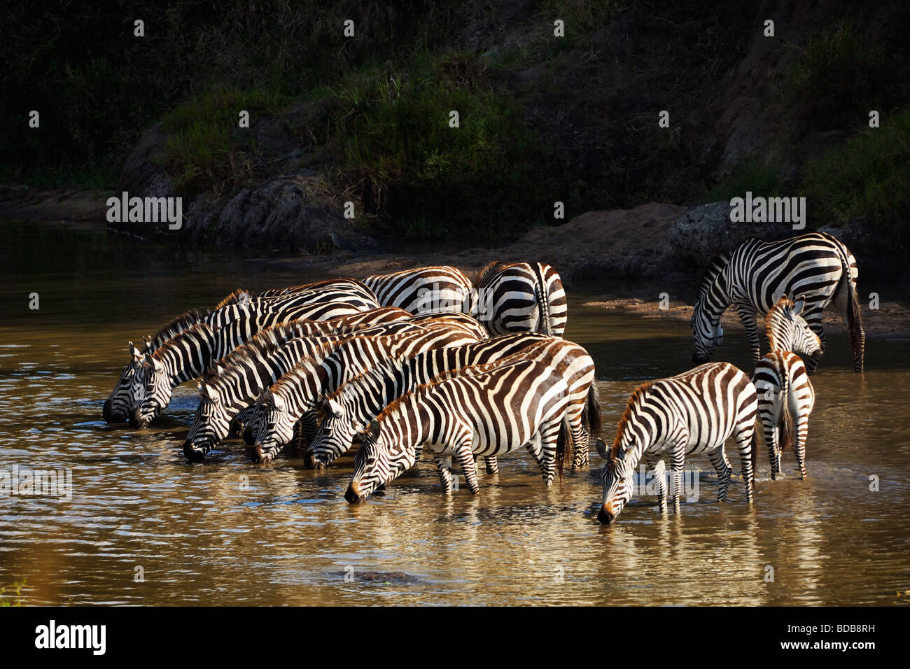 Zebras trinken in der Talek River, Masai Mara, Kenia Stockfoto