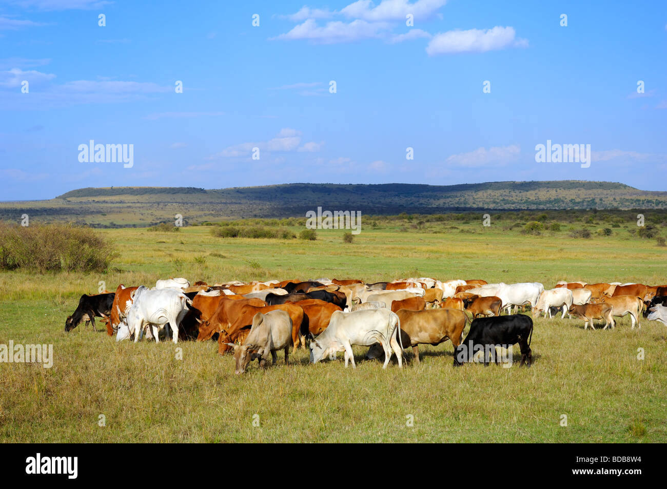 Masai Rinder grasen auf der Wiese außerhalb ihres Dorfes in der Masai Mara, Kenia Stockfoto