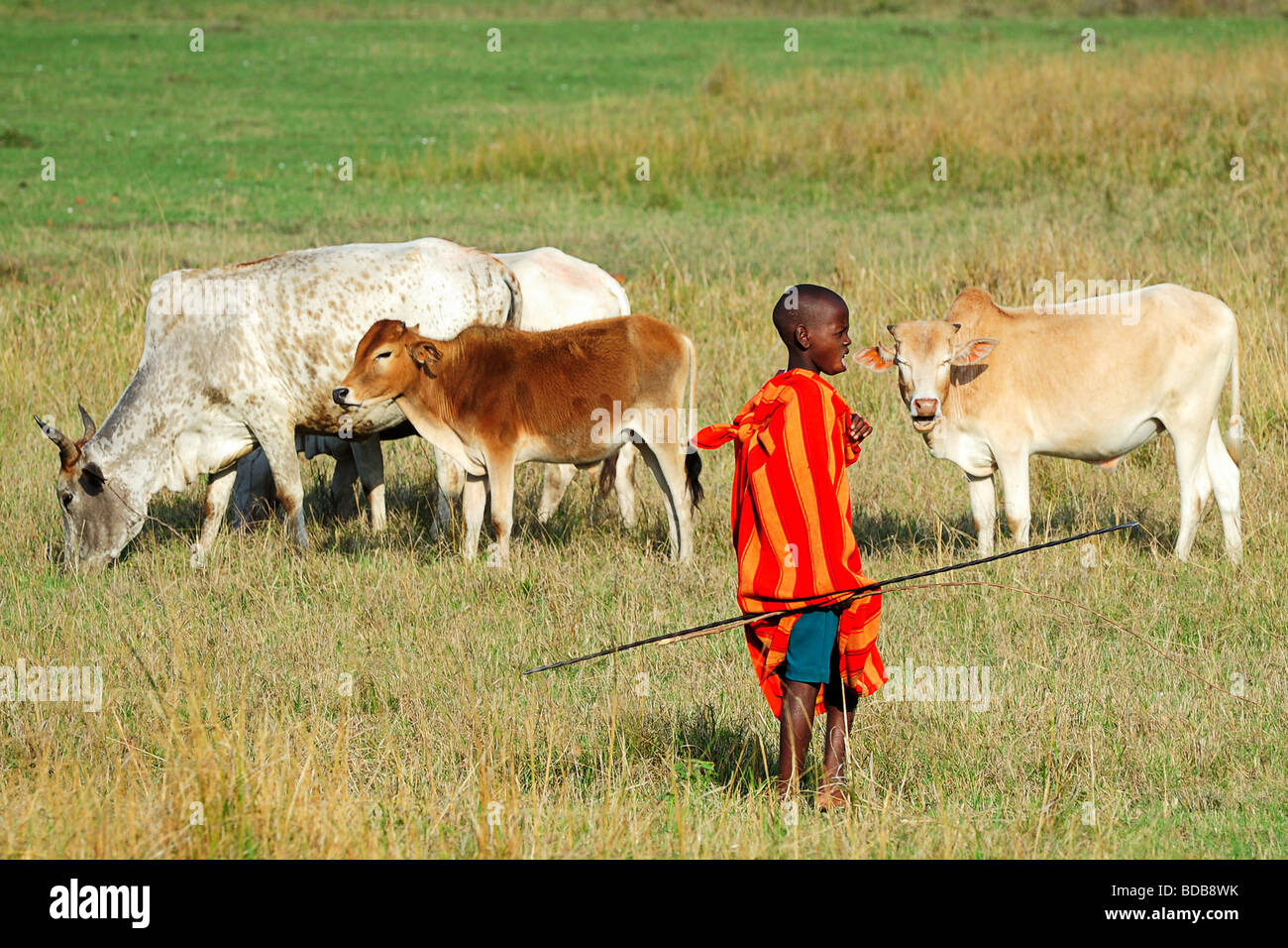 Junge Masai junge beobachten Dorf Rinder in der Masai Mara, Kenia Stockfoto