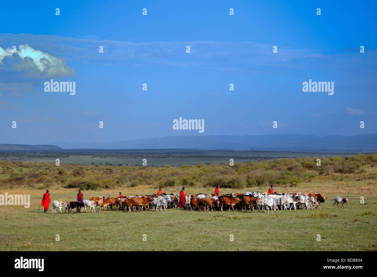 Masai Hirte mit Dorf Rinder in der Masai Mara, Kenia Stockfoto