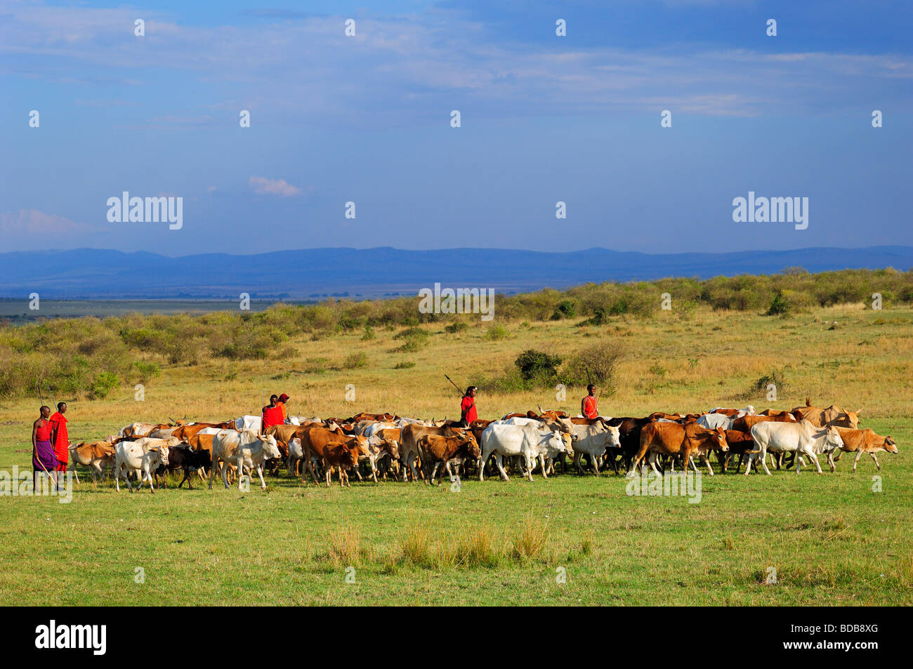 Masai Krieger, die Bewachung der Rinderherden in der Nähe ihres Dorfes in der Masai Mara, Kenia Stockfoto