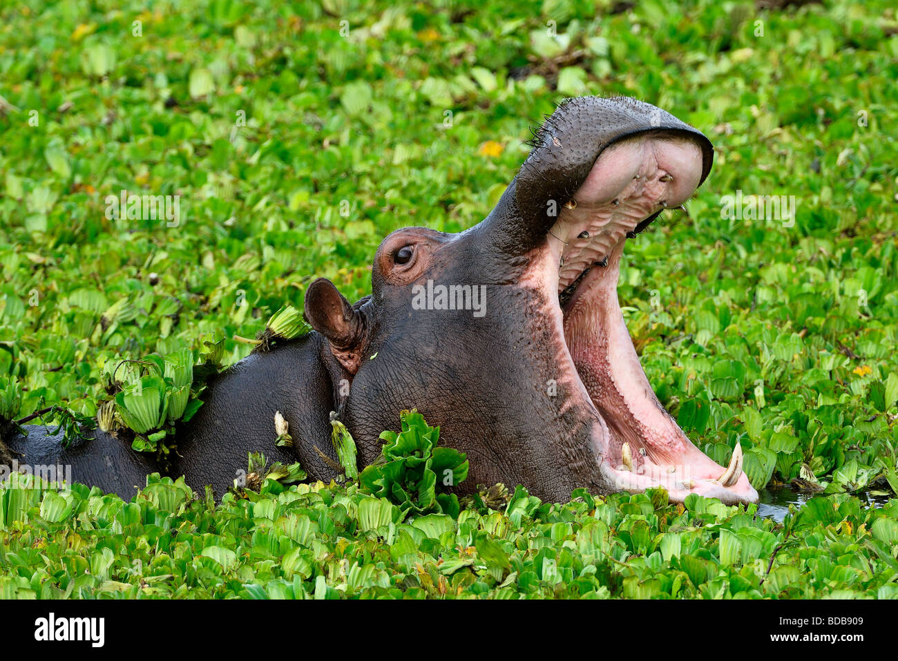 Nilpferd im Teich versenkt Stockfoto