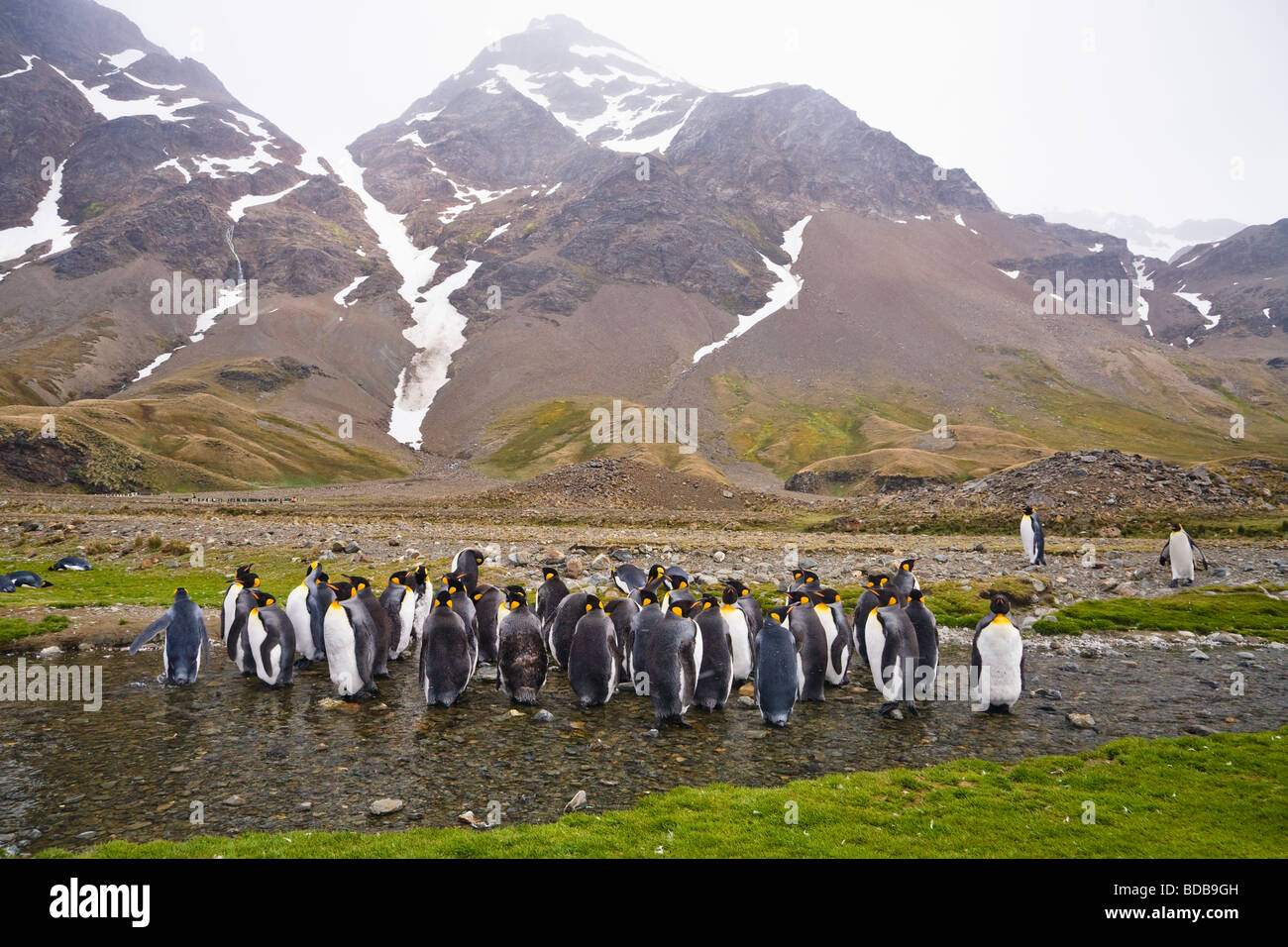 König Penguins Aptenodytes Patagonicus Fortuna Bay South Georgia Antarktis Stockfoto
