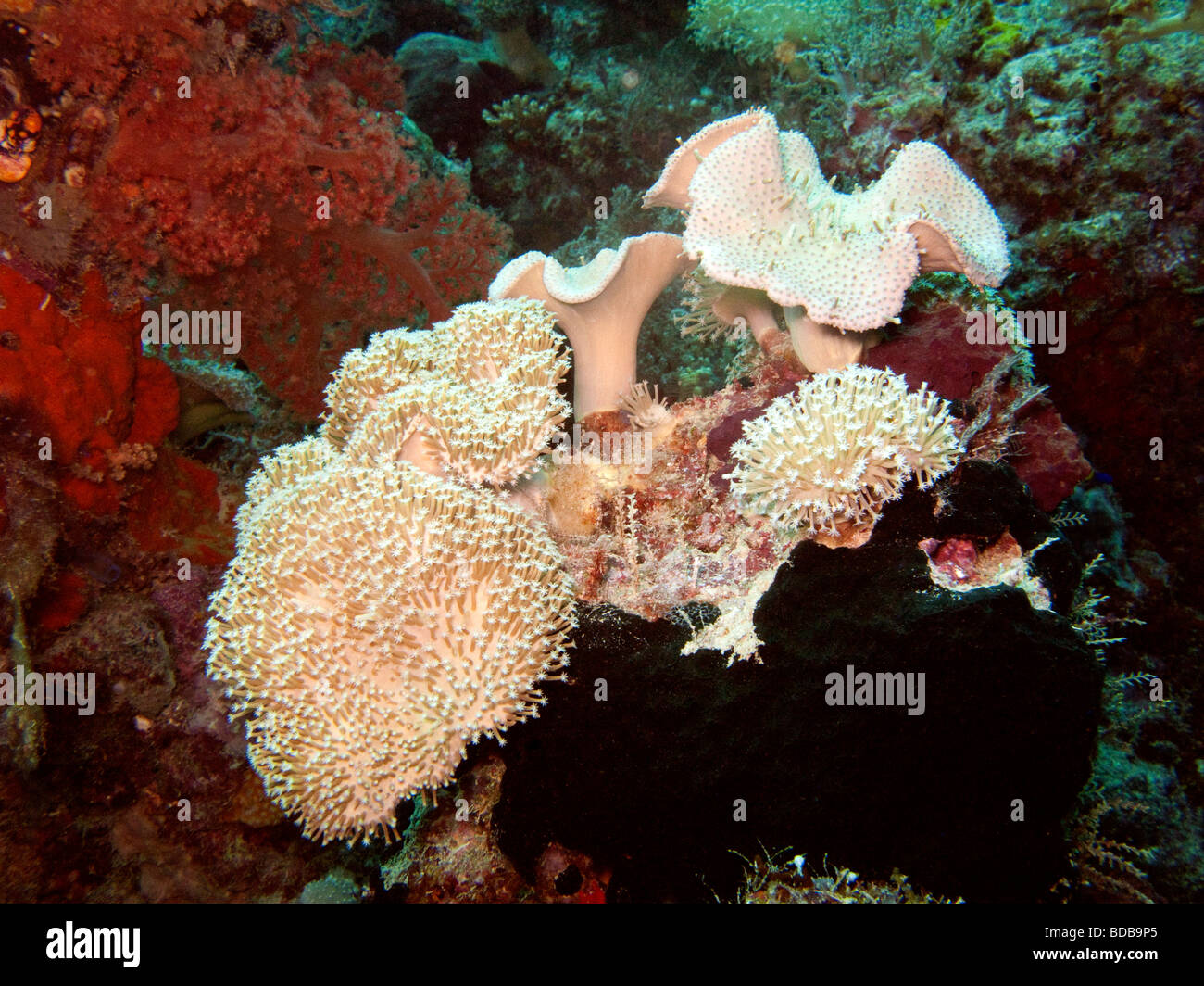 Indonesien Sulawesi Wakatobi Nationalpark Blume weichen Korallen Xenia sp auf bunten Riff Stockfoto