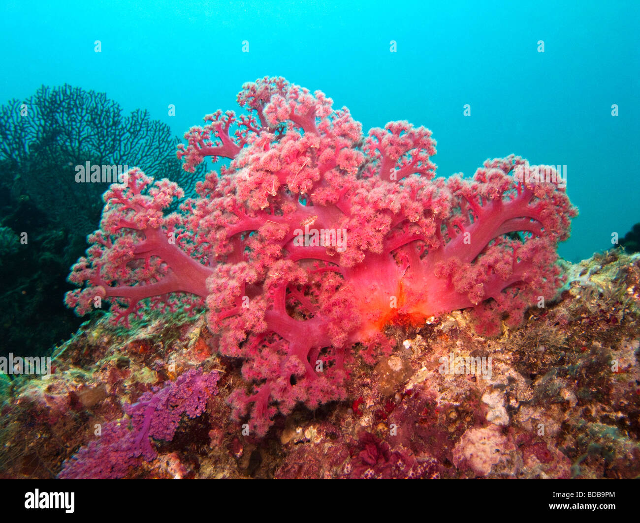 Indonesien Sulawesi Wakatobi Nationalpark Unterwasser bunten roten weichen Korallen Dendronephthya sp Stockfoto