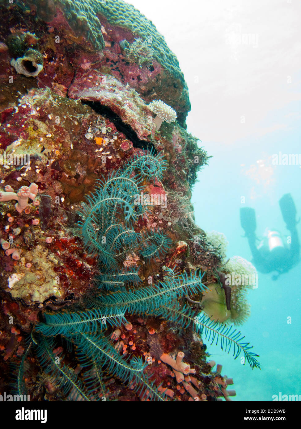 Indonesien Sulawesi Wakatobi Nationalpark Unterwasser blau Peitschenkorallen Feather Star am Korallenriff Stockfoto
