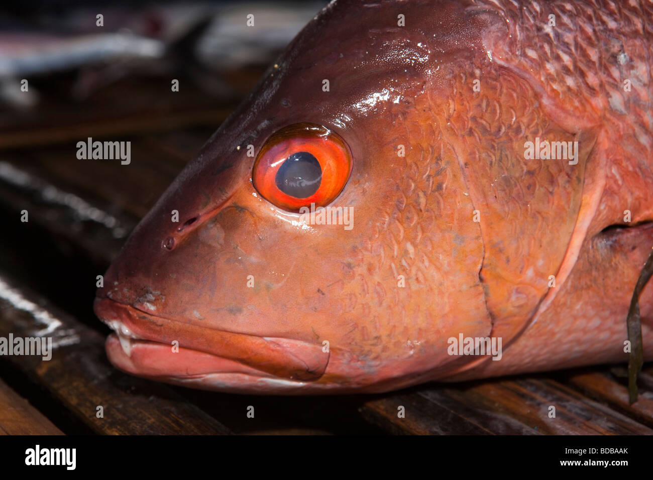 Indonesien Sulawesi Kaledupa Insel Ambuea Dorf lokalen Fischmarkt rote-Augen-Zackenbarsch zum Verkauf Stockfoto