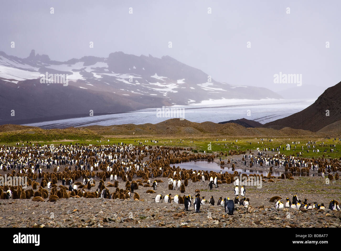 King Penguin Aptenodytes Patagonicus Kolonie mit Bergen und Gletschern Fortuna Bay South Georgia Antarktis Stockfoto