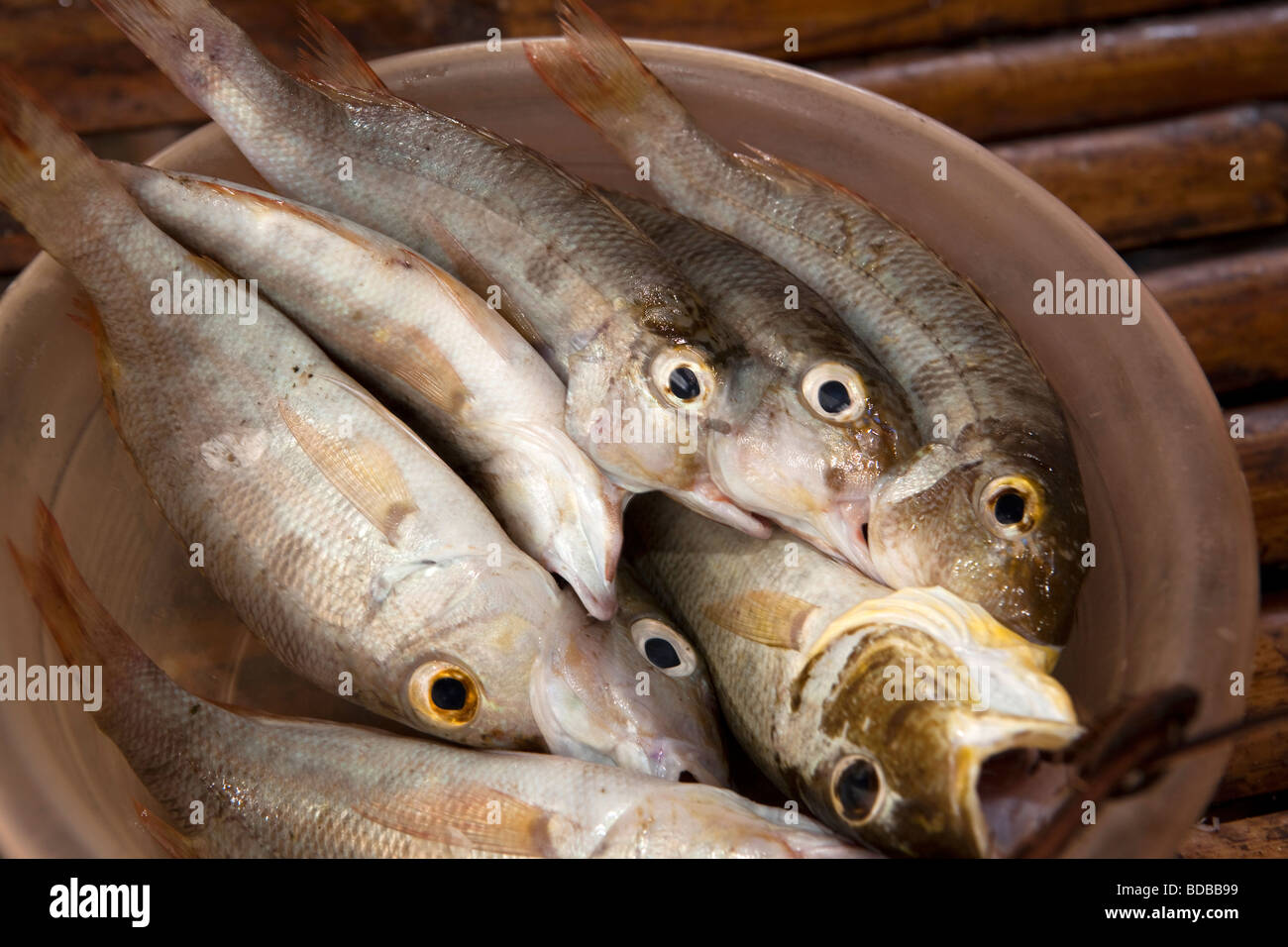 Indonesien Sulawesi Kaledupa Insel Ambuea Dorf lokalen Fischmarkt Platte mit Fisch zu verkaufen Stockfoto
