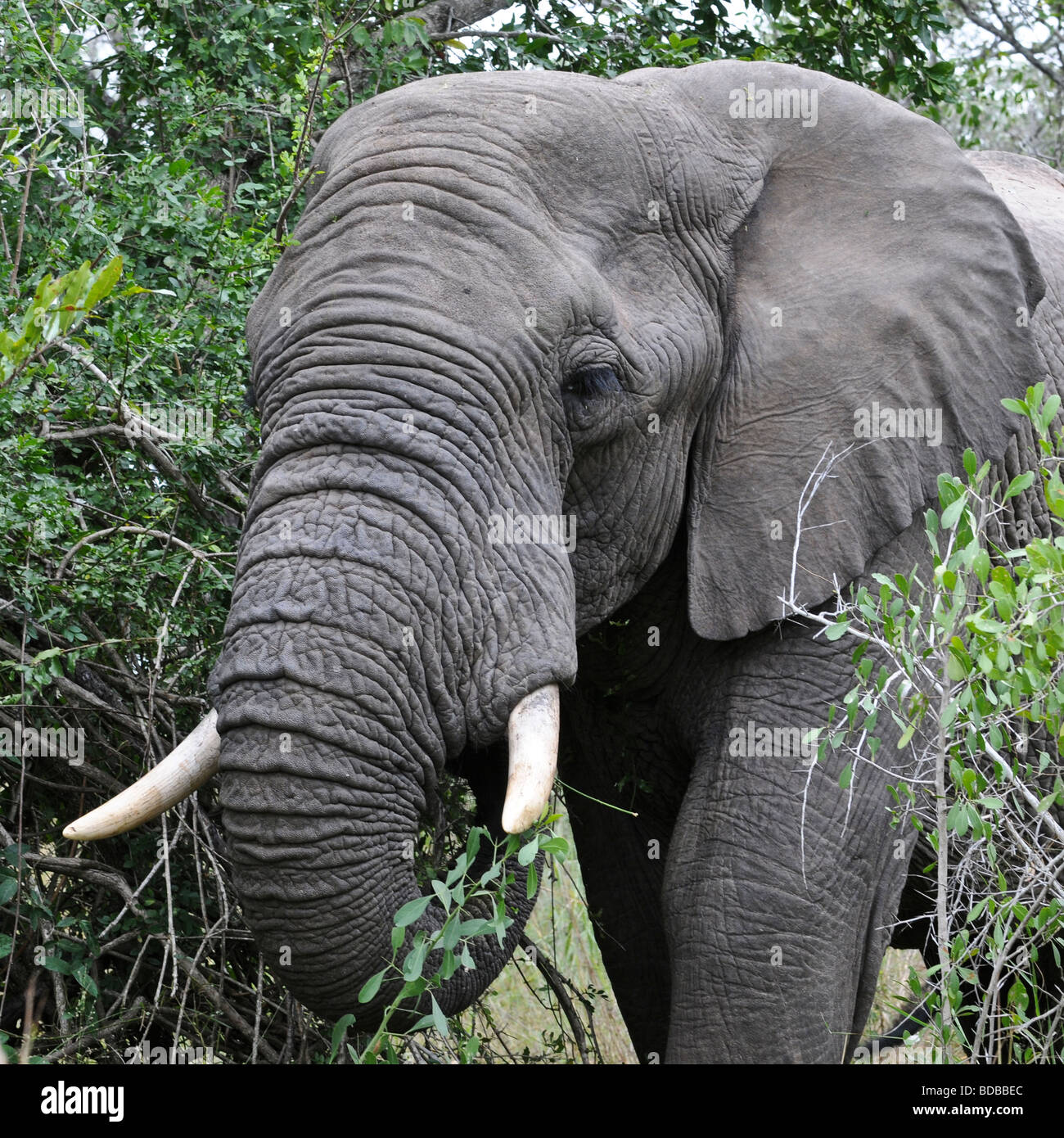 Elephant Eyelashes Stockfotos und -bilder Kaufen - Alamy