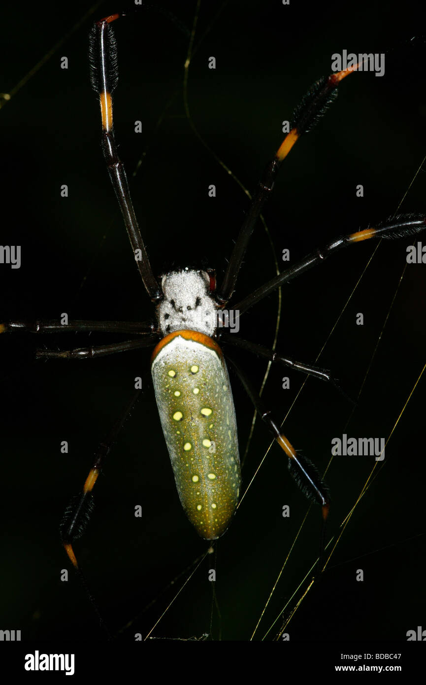 Goldene Spinnenkugeln (Nephila clavipes) im Regenwald an der Achiote-Straße, Provinz Colon, Republik Panama. Stockfoto