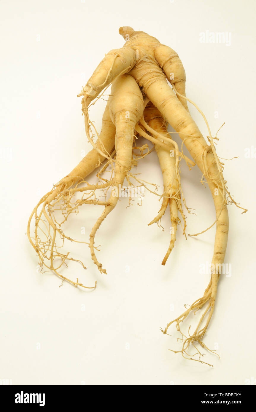 Ginseng (Panax Ginseng). Wurzel, Studio Bild Stockfotografie Alamy