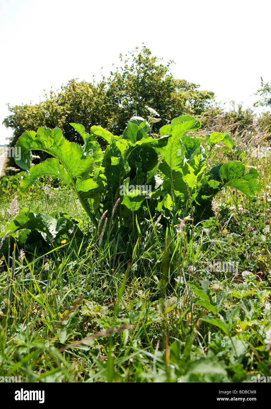 Wild Horseradish Stockfotos und bilder Kaufen Alamy