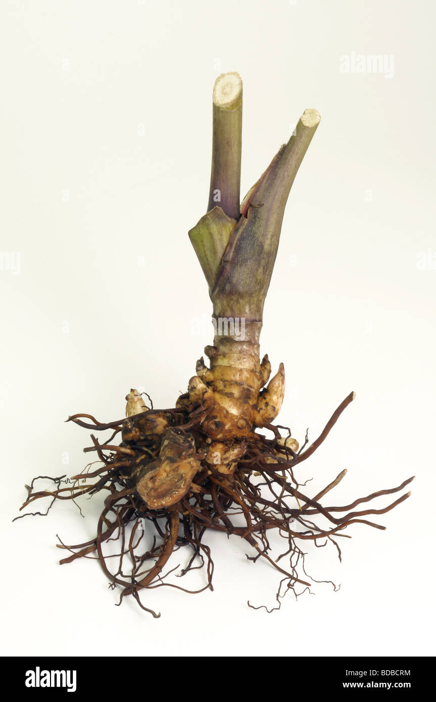 Schwarzes Cohosh, Squaw Root, schwarzes Snakeroot (Cimifuga Racemosa), Wurzel, Studio Bild Stockfoto