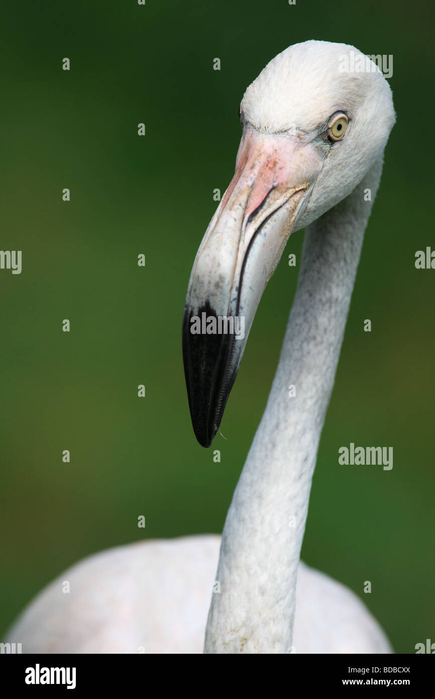 Porträt von einem Flamingo mit einem unscharfen Hintergrund Stockfoto