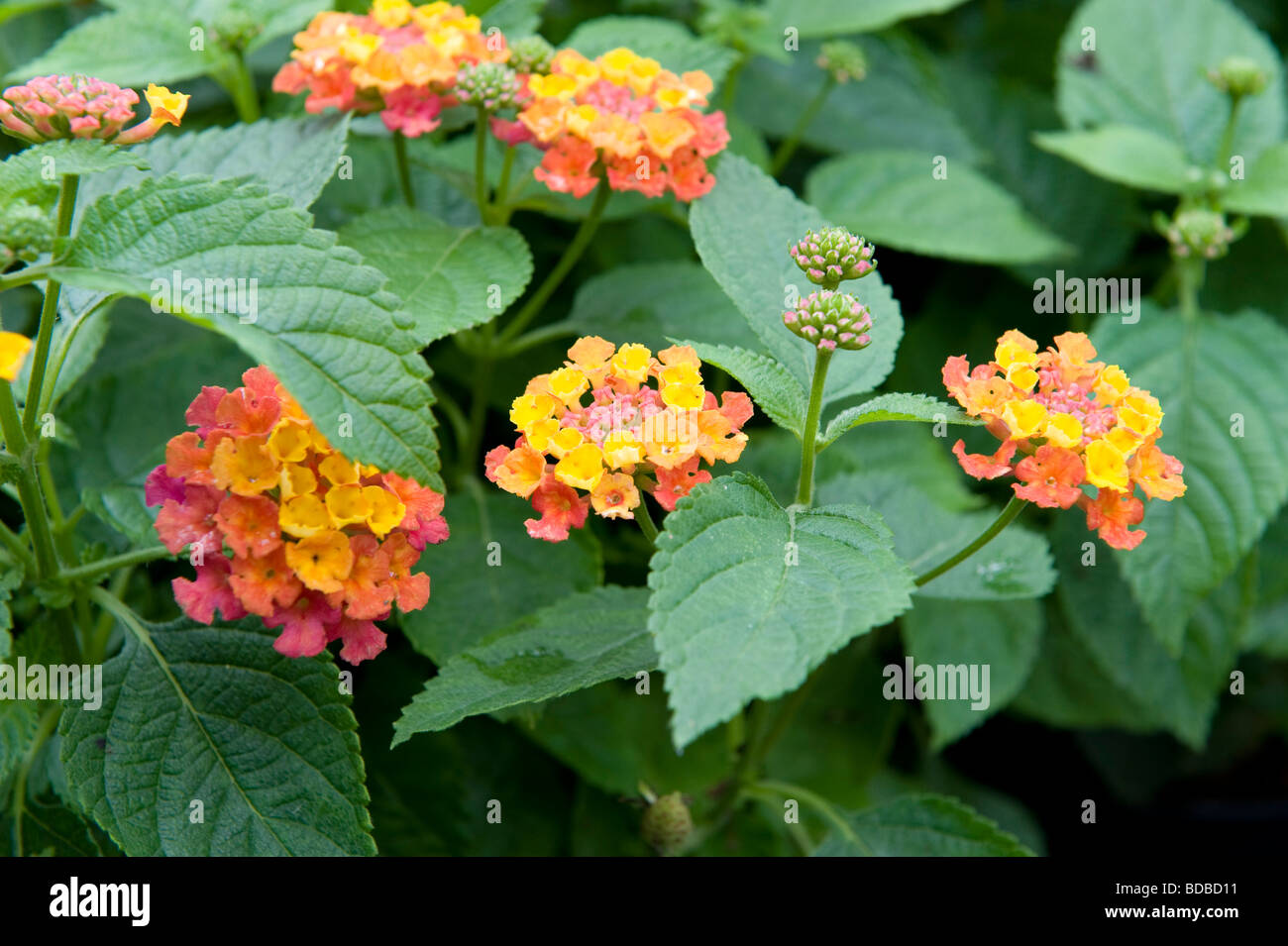 Verbenaceae Latana Camara "Tagerine" Cluster kleiner Multi Farbe Blumen Stockfoto