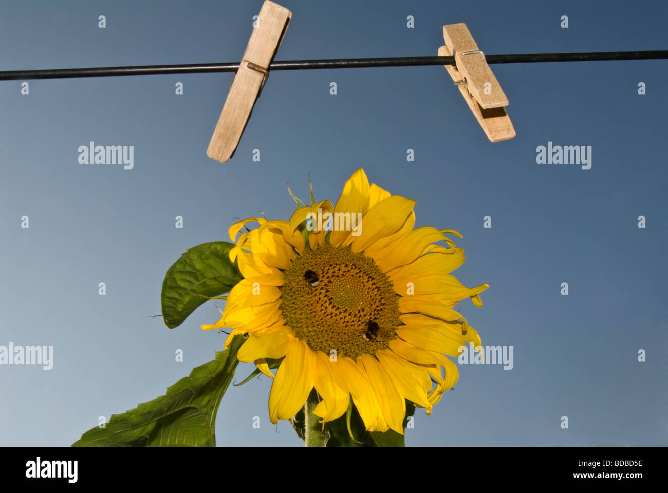 eine Sonnenblume mit Wäscheklammern, ukrainischen Dorf Stockfoto