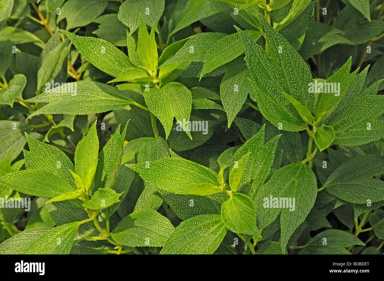 Falsche Brennnessel (Boehmeria Biloba), Pflanzen Stockfoto