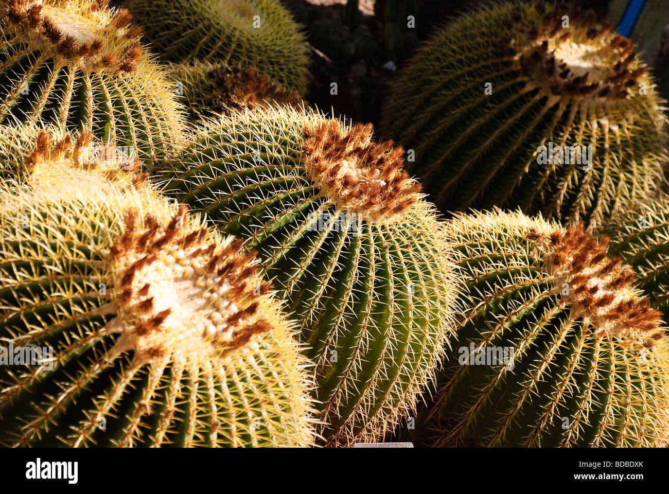kaktus ball Buy Parodia 'Golden Ball Cactus'