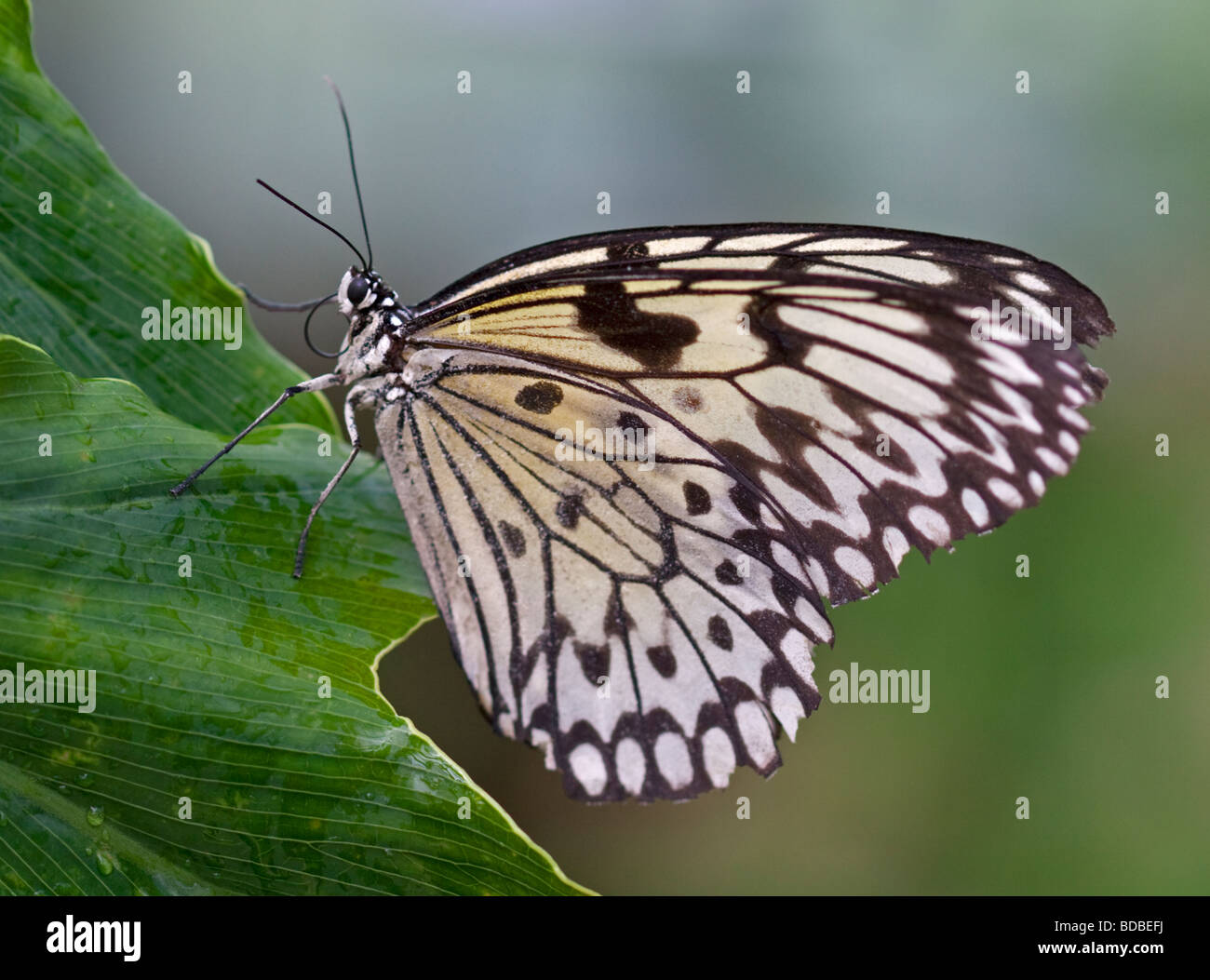 Weißen Baum Nymphe Schmetterling (Idee Leuconoe) Stockfoto