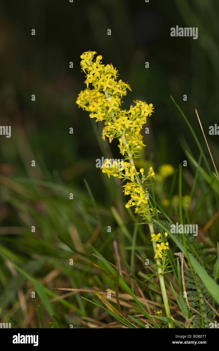 Lady's Labkraut Galium Verum Rubiaceae Blume Stockfoto