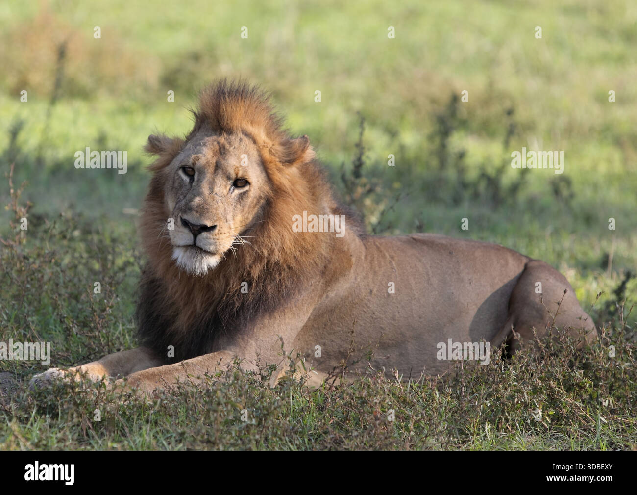 Männlicher Löwe (Panthera Leo), Afrika. Stockfoto