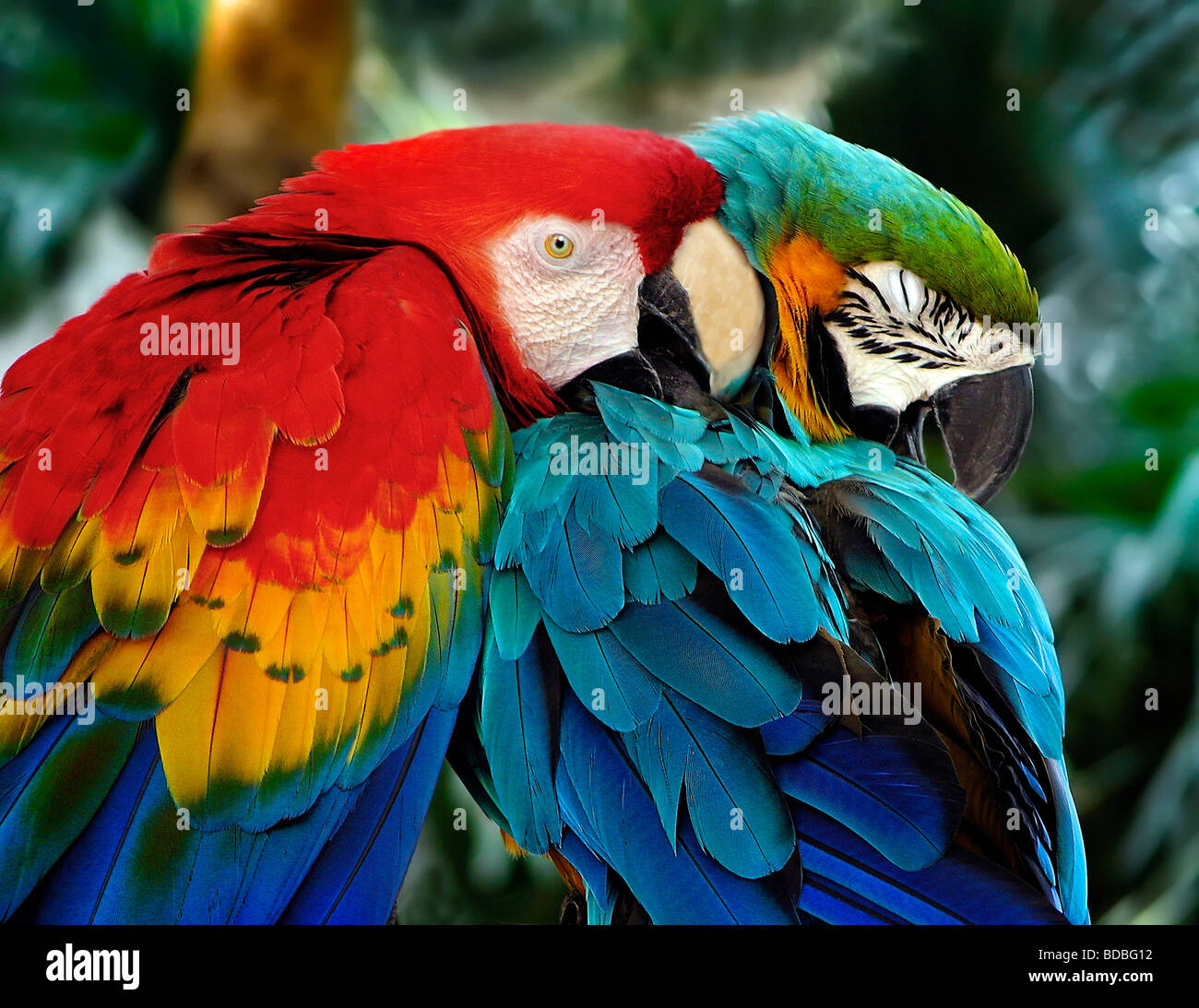 Zwei bunte Papageien Nahaufnahme mit einem kratzen den anderen Federn und der andere mit Augen geschlossen, die Aufmerksamkeit zu genießen. Stockfoto