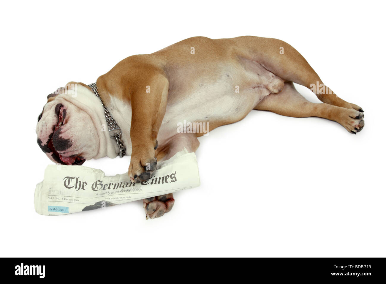 Englische Bulldogge (Canis Lupus F. Familiaris) erschöpft liegen in Seitenlage halten einen Newsletter mit seinen Vorderbeinen Stockfoto