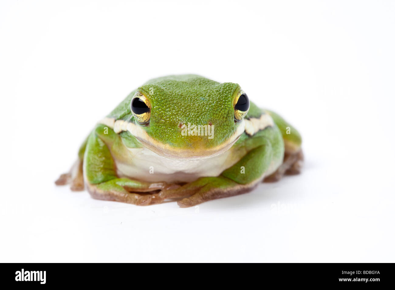 American Green Treefrog auf weißem Hintergrund Stockfoto