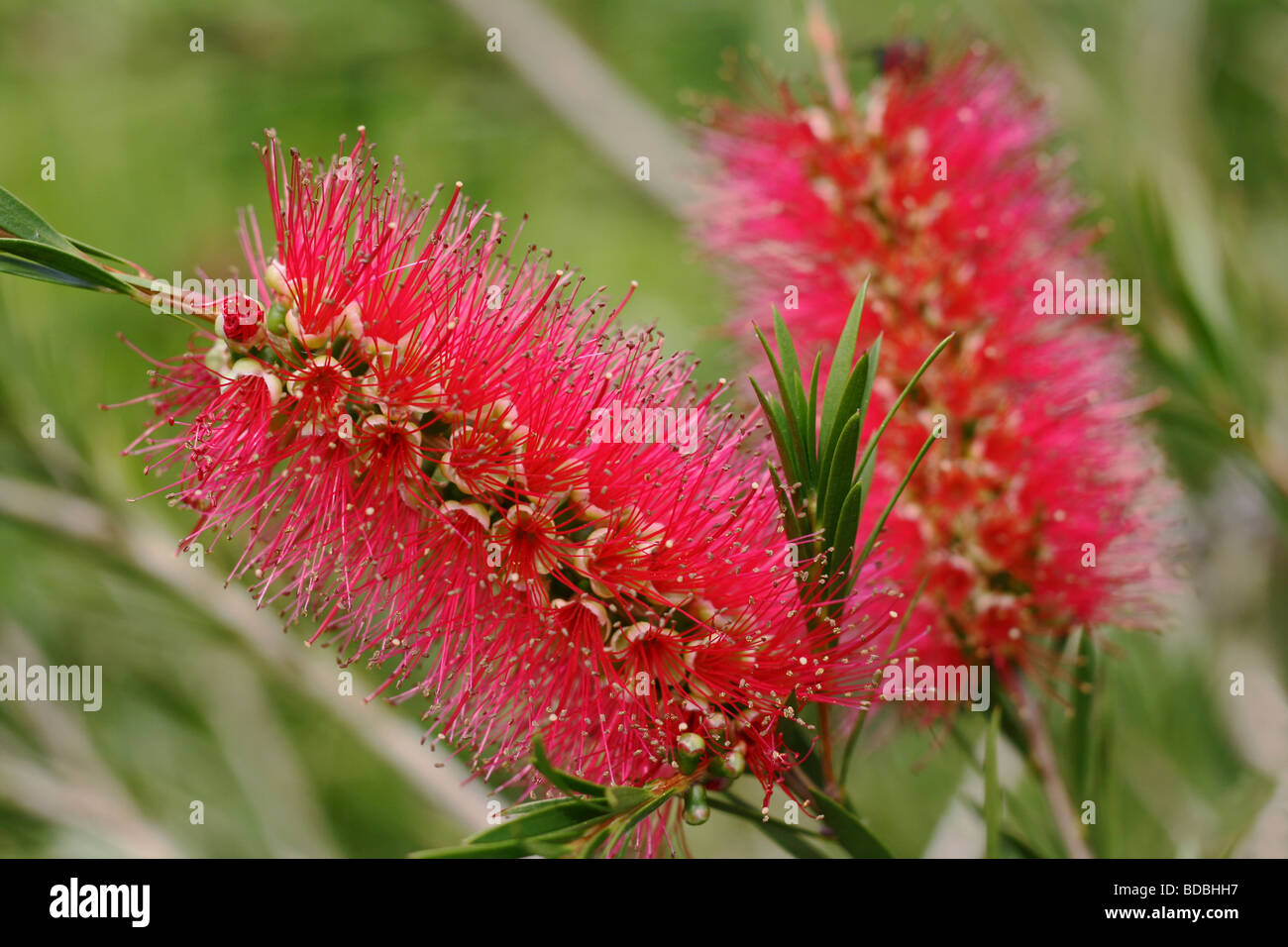 Bottlebrush (Zylinderputzer), Garten, Zierpflanzen, Nottinghamshire, England Stockfoto