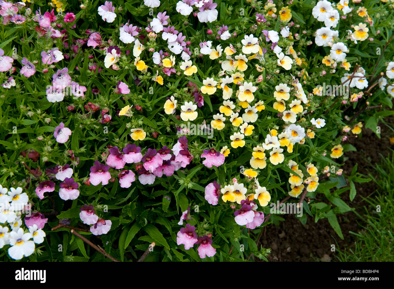 Scrophulariaceae Nemesia Wandteppich eine bunte Sammlung von kleinen Multicolor Trompete Form Blumen Stockfoto