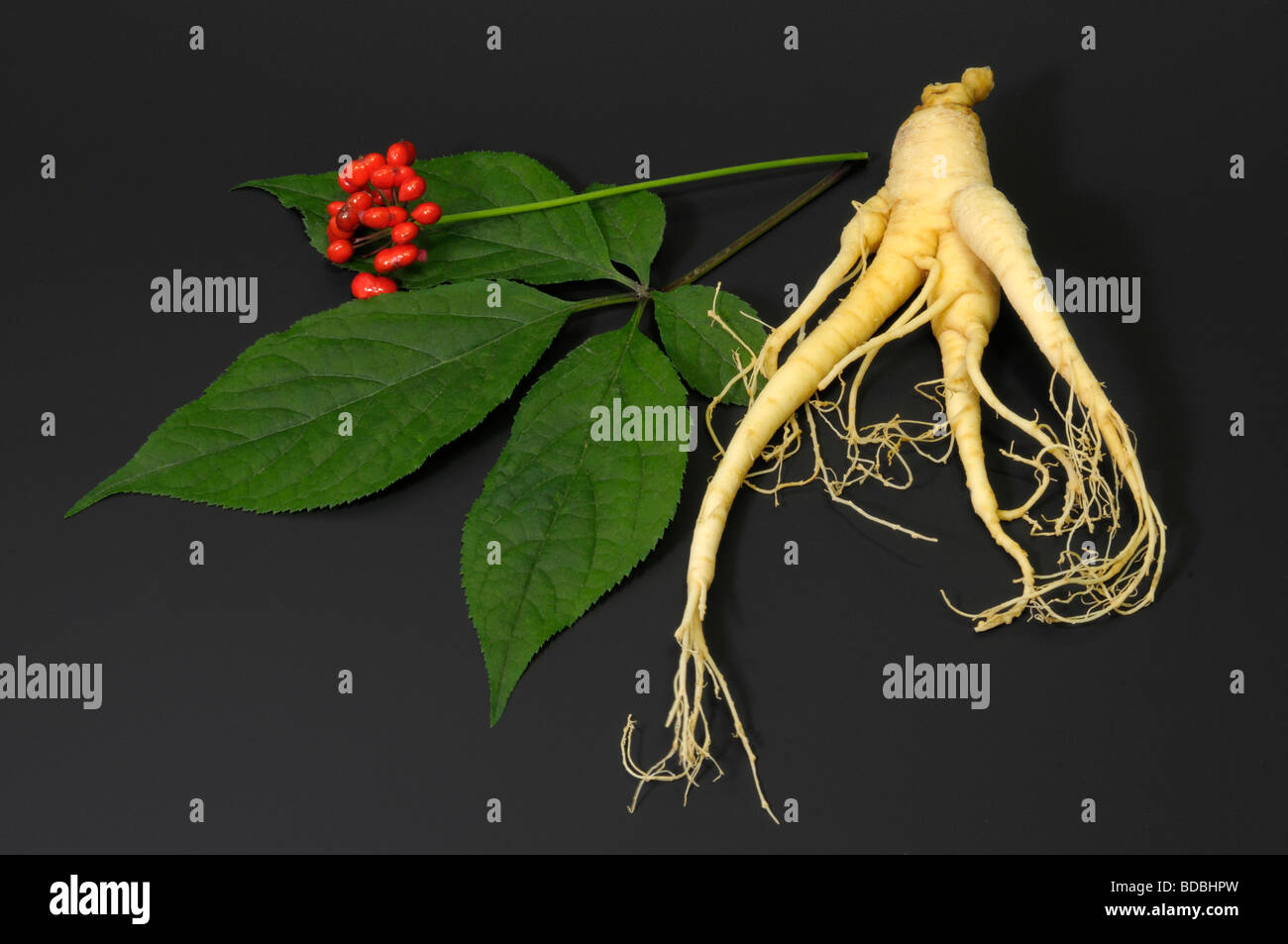 Ginseng (Panax Ginseng). Anordnung der Frucht Blatt und Wurzel, Studio Bild Stockfoto