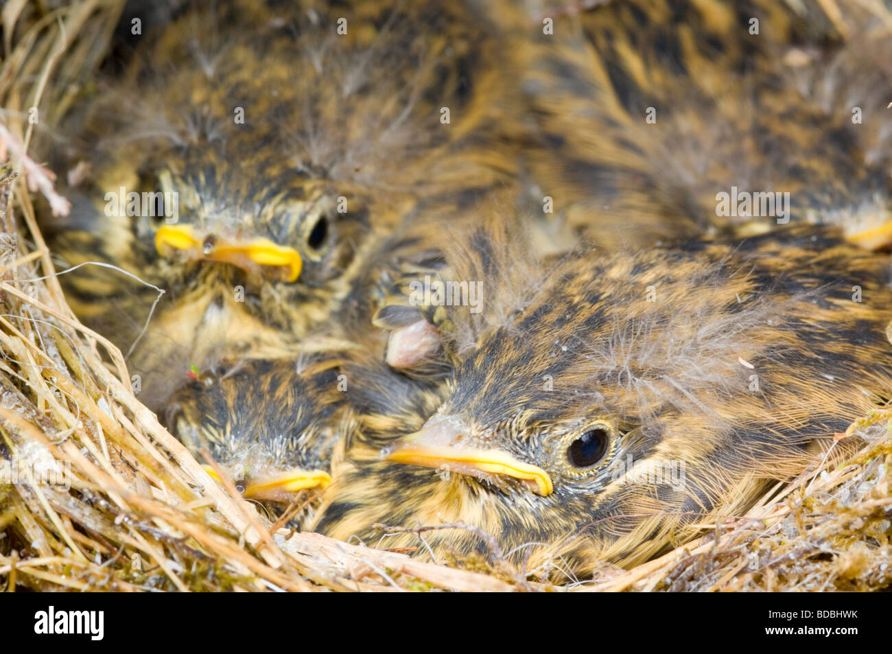 Wiese einen, Anthus Pratensis, junge Küken im Nest auf einem Moor, Heide. Stockfoto