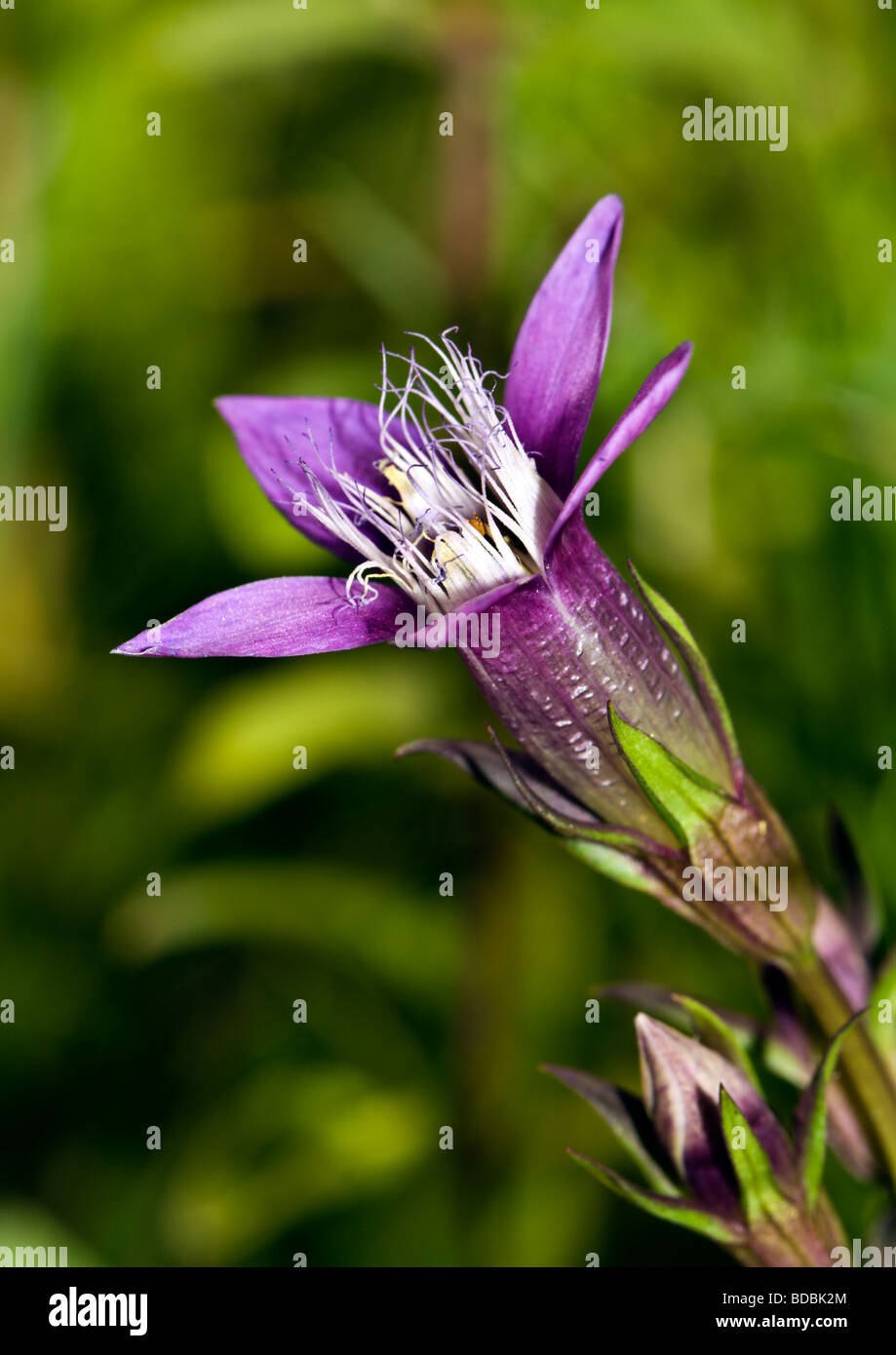 Chiltern Enzian Stockfoto