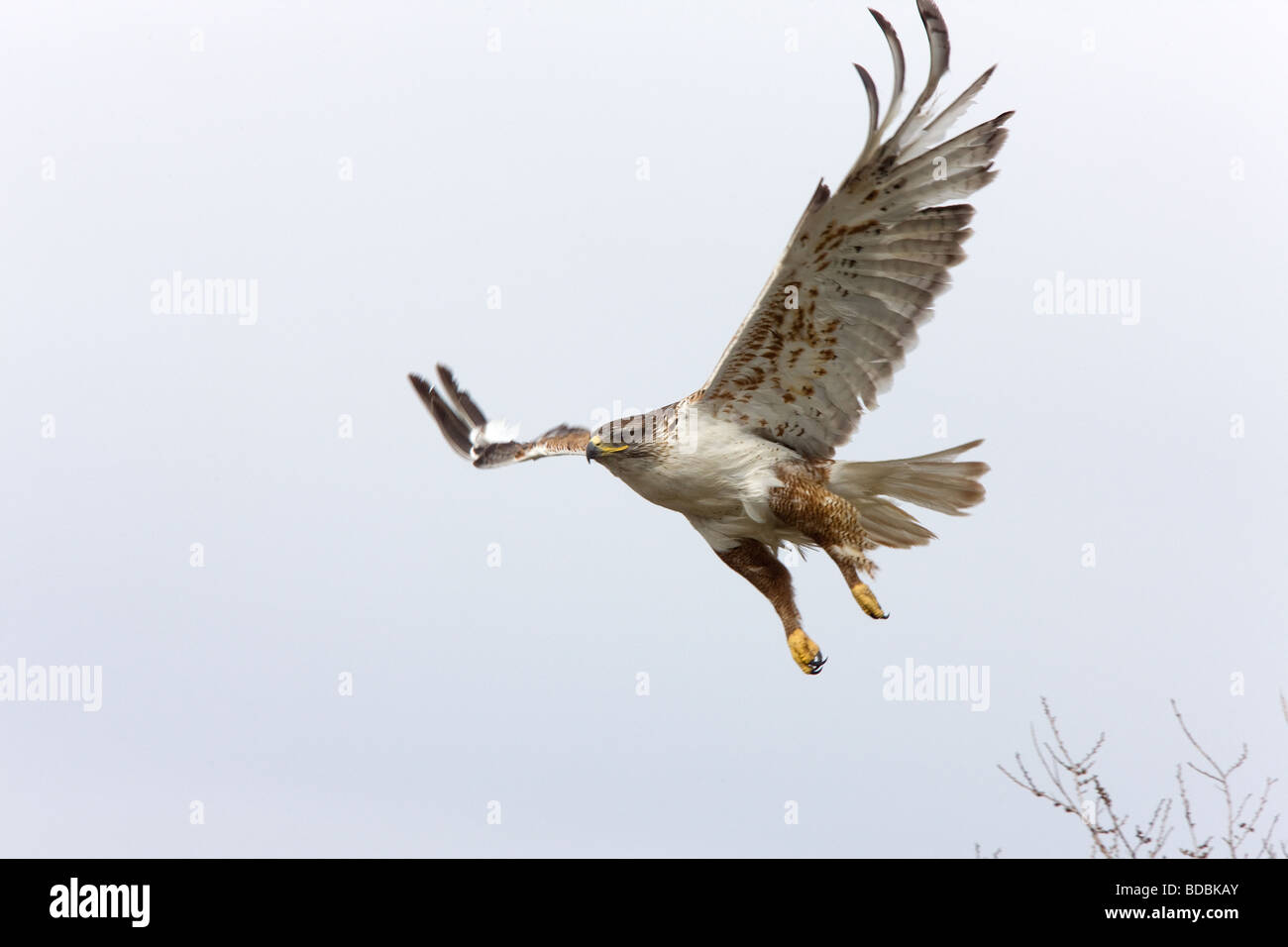 eisenhaltiger Falke im Flug am nest Saskatchewan Kanada Stockfoto