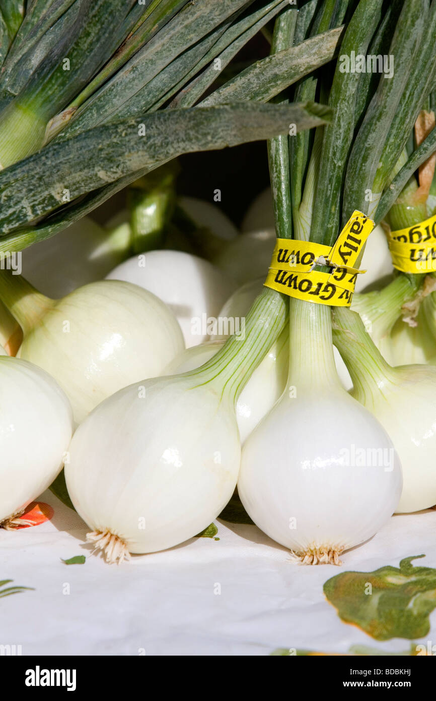 Frühlingszwiebeln gewachsen, organisch zu einem Bauernmarkt in Boise, Idaho USA verkauft Stockfoto