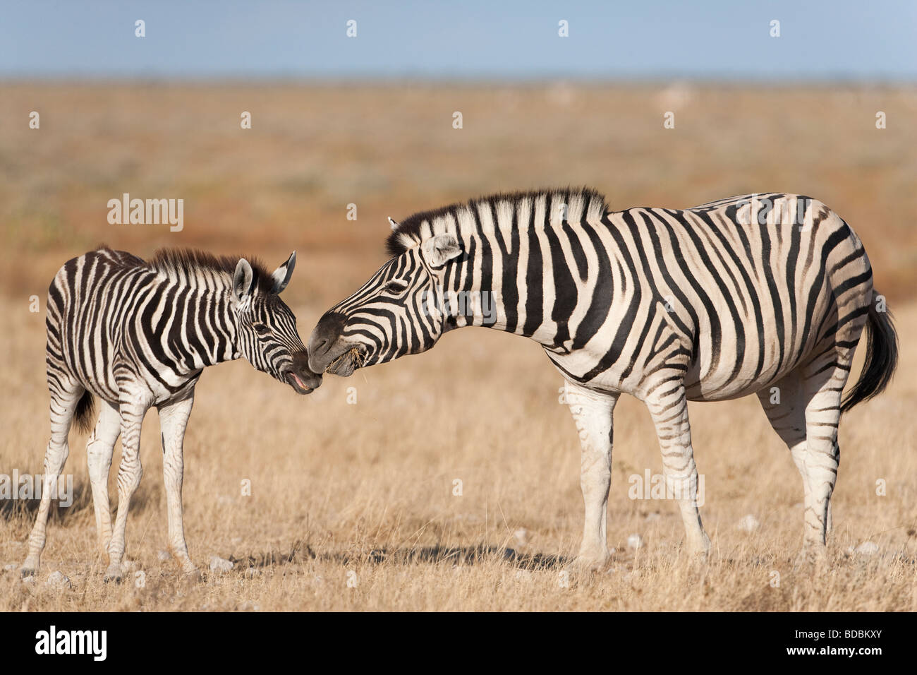 Burchells Zebra Equus Burchelli mit Fohlen Etosha Nationalpark Namibia Stockfoto
