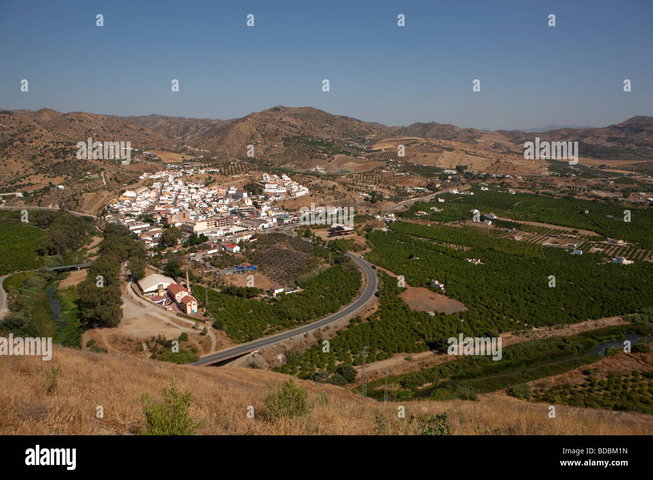 Felder von Olivenbäumen. Alora. Malaga. Valle del Sol Andalusien. Spanien. Europa Stockfoto