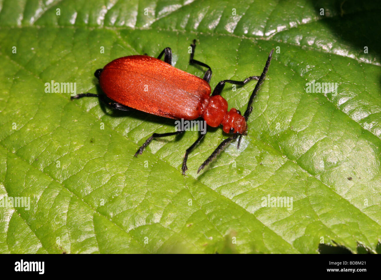 Rote Leitung Kardinal Beetle Pyrochroa Serraticornis Pyrochroidae ernähren sich von Honigtau der Blattläuse auf einem Blatt UK Stockfoto