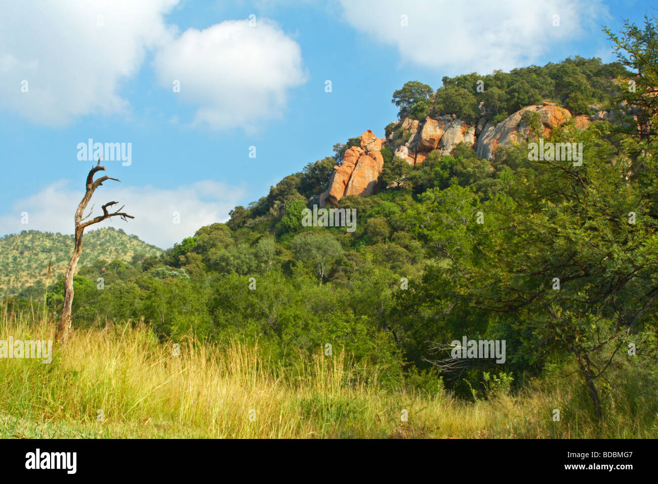 Pilanesberg Game Reserve, Nordwest-Provinz, Südafrika Stockfoto