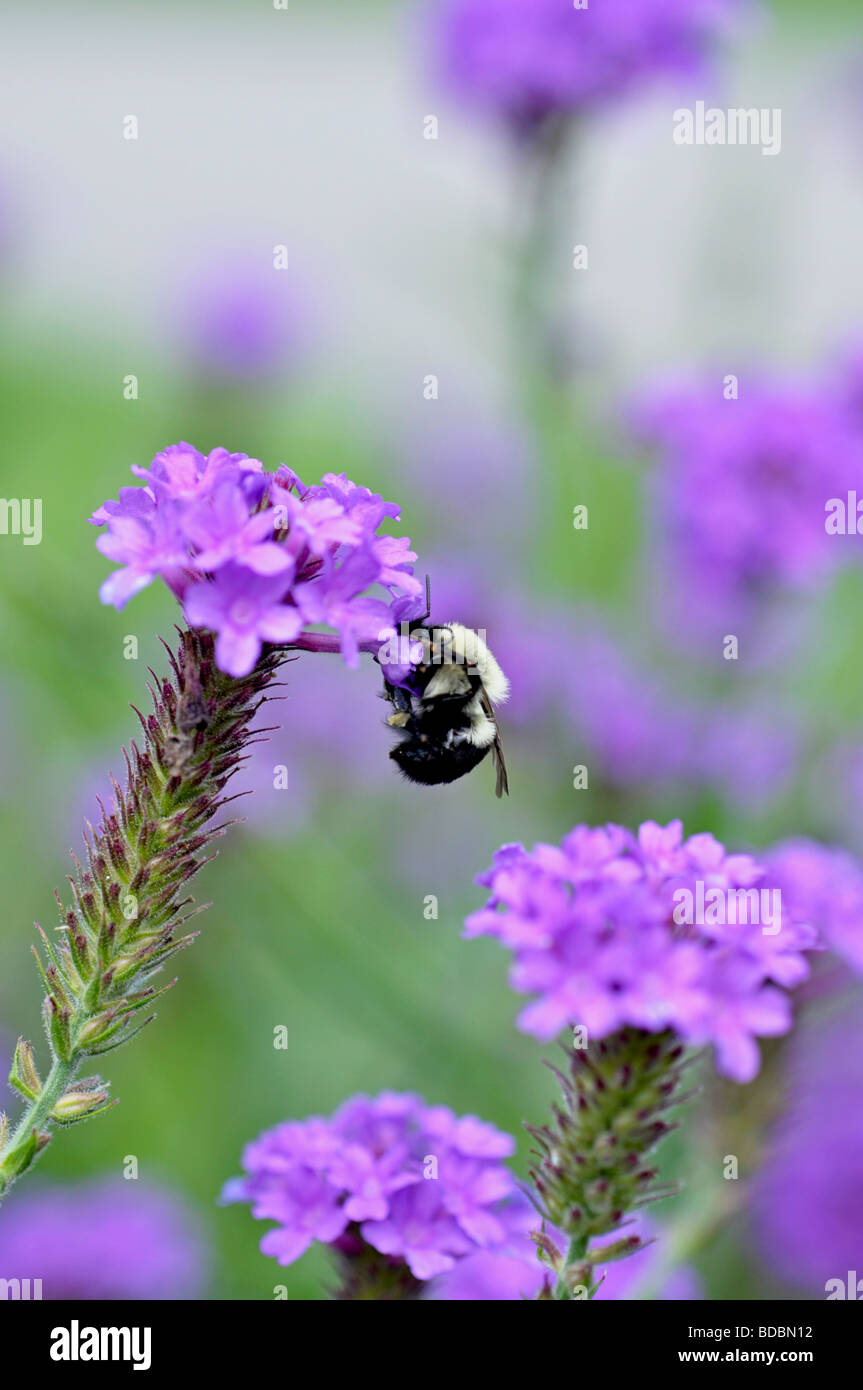 Sommerszene - Niagara on the Lake, Ontario, Kanada Stockfoto