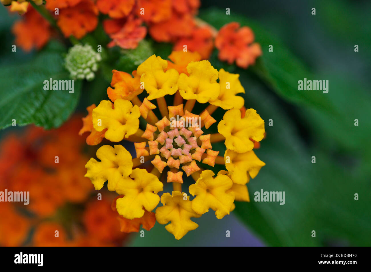 Lantana blüht Fotos und Bildmaterial in hoher Auflösung Alamy