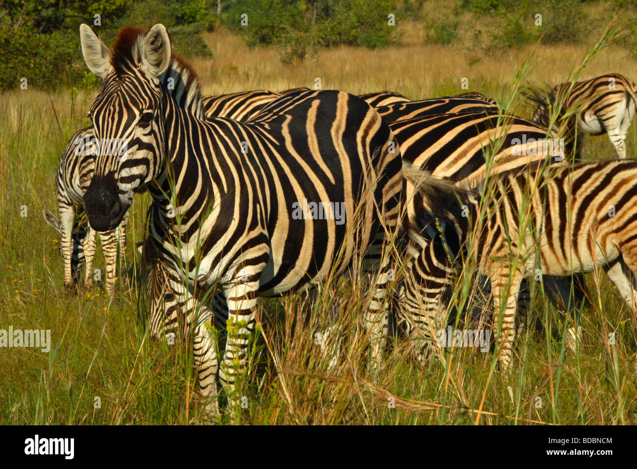 Burchell Zebra (Equus Quagga Burchellii) im Pilanesberg Game Reserve, Nordwest-Provinz, Südafrika Stockfoto