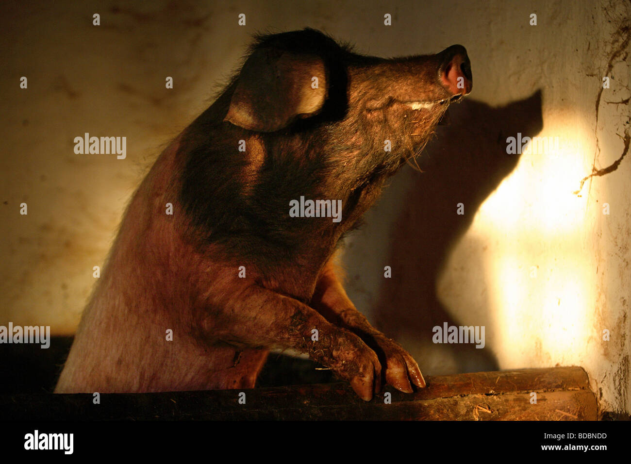 Ein Hausschwein Stockfoto