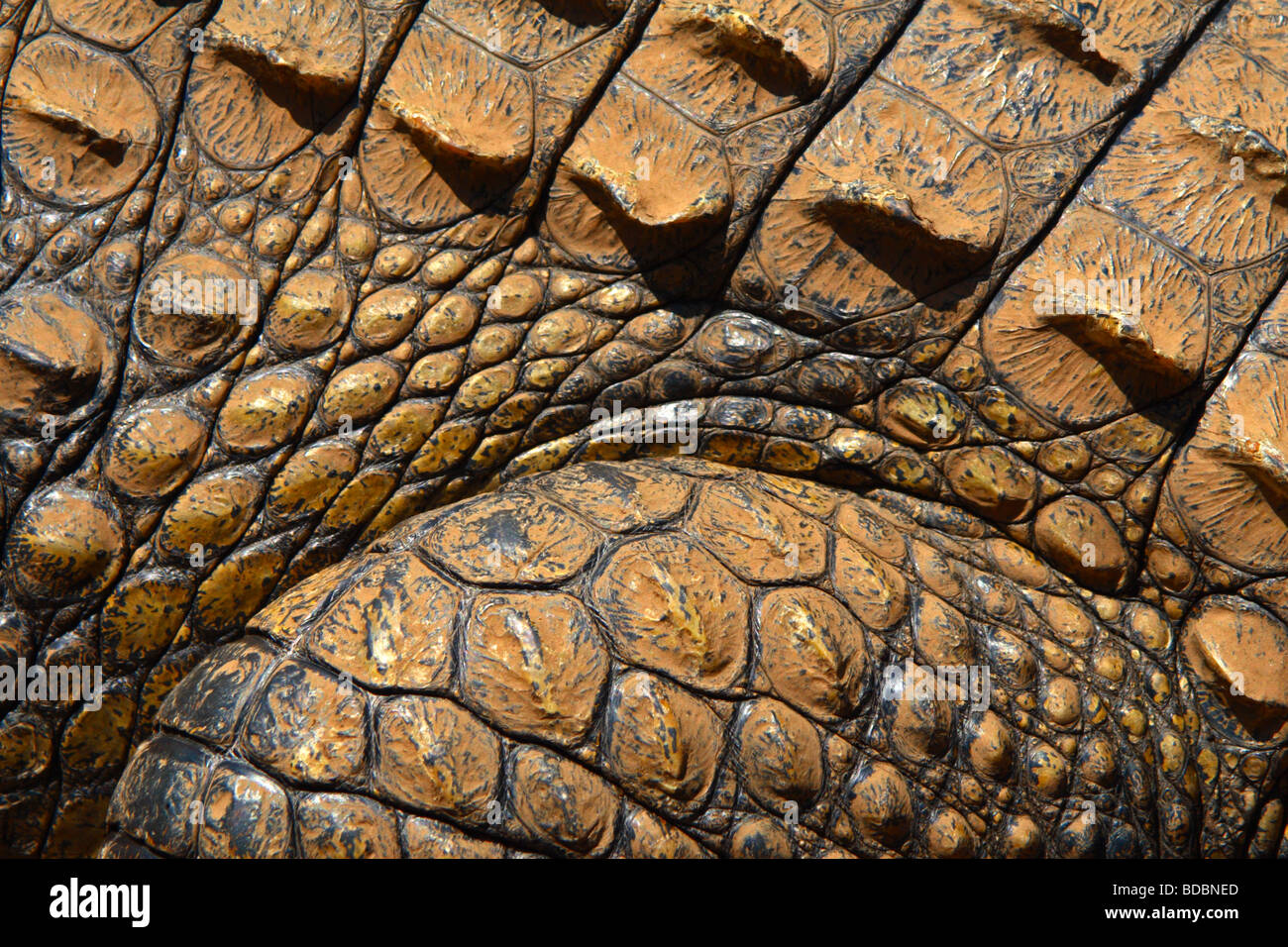 Makroaufnahme von Haut oder Fell eine Nil-Krokodil (Crocodylus Niloticus) an der Kwena Crocodile Farm, South Africa Stockfoto