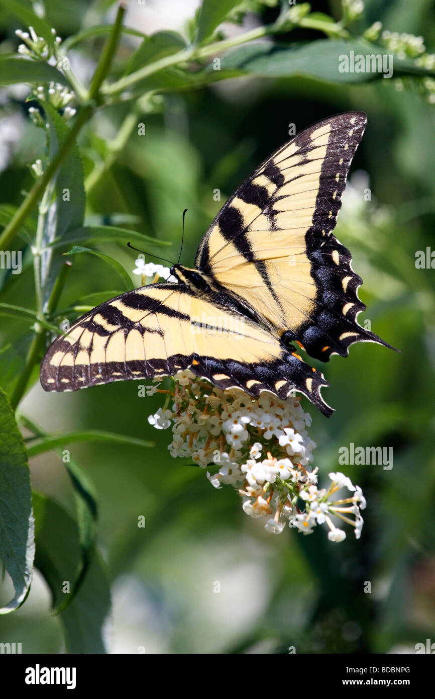 Tiger Schwalbenschwanz Schmetterling Stockfoto