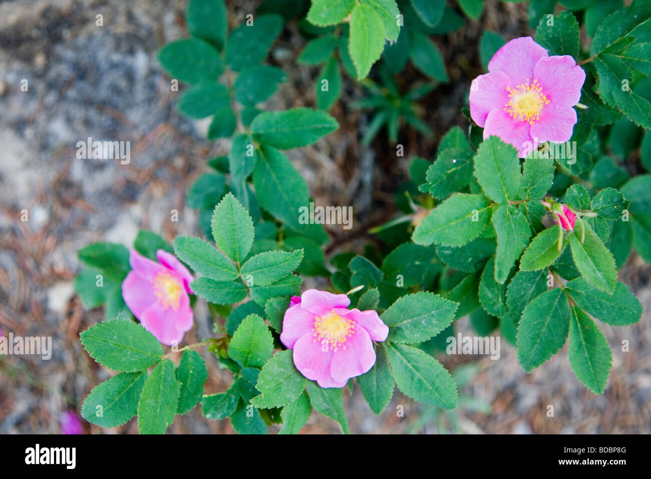 Die wilde Rose - Symbol von Alberta, Kanada Stockfoto