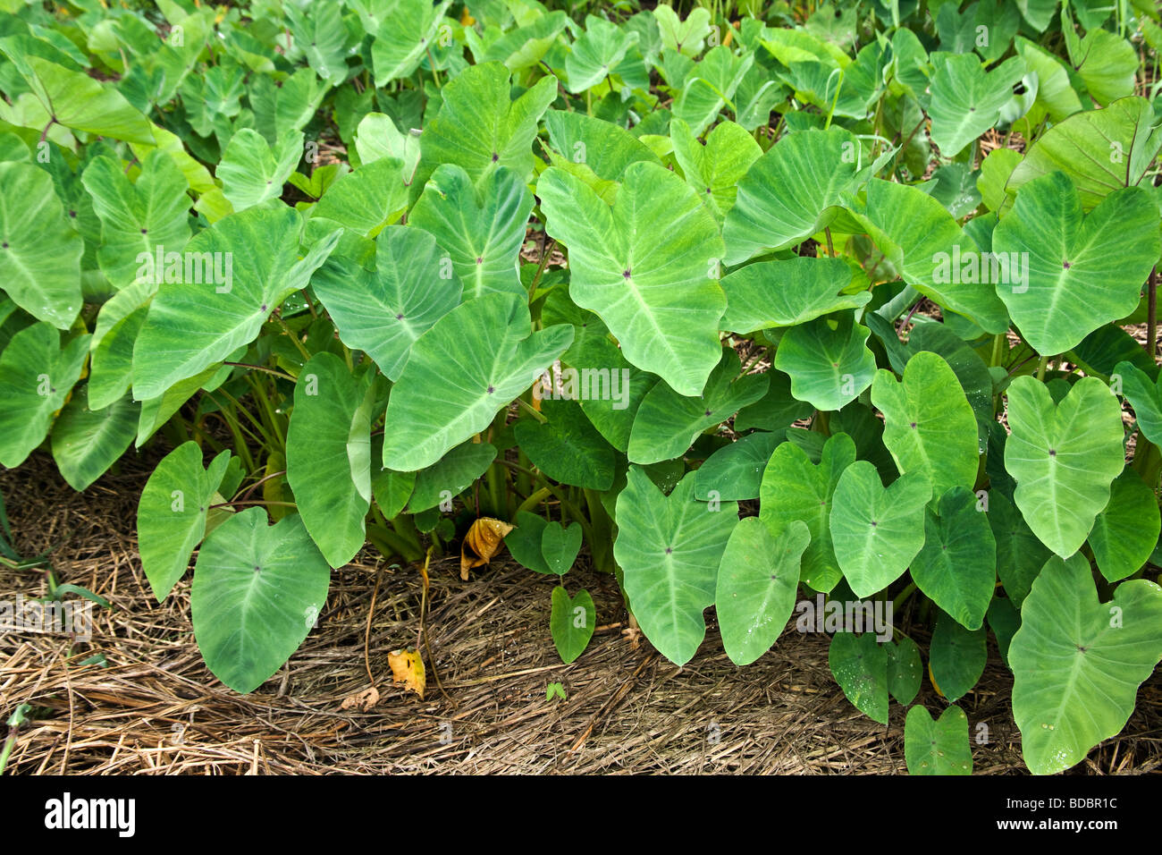 Junge Taro Pflanzen in Betten einpflanzen. Stockfoto